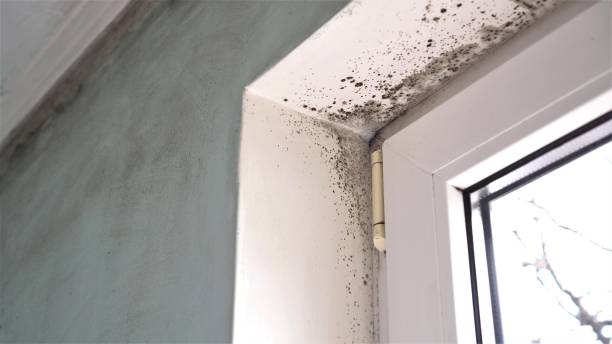 Best Professional Mold Removal  in Colfax, IL