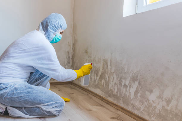 Certified Mold Removal in Colfax, IL
