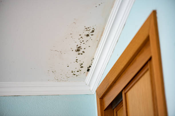 Reliable Colfax, IL Mold Removal Solutions