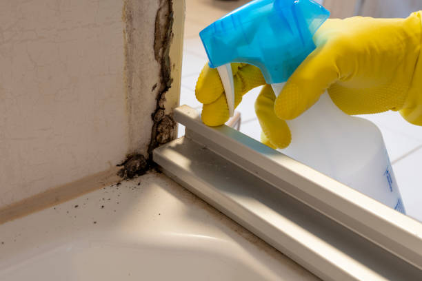 Best Residential Mold Removal  in Colfax, IL