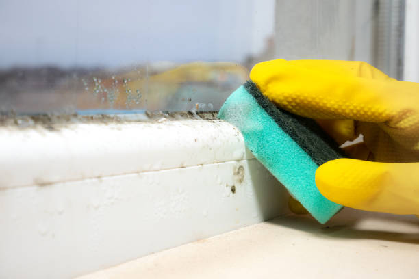 Best Mold Testing  in Colfax, IL