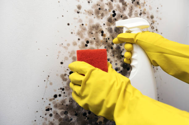 Best Black Mold Removal  in Colfax, IL