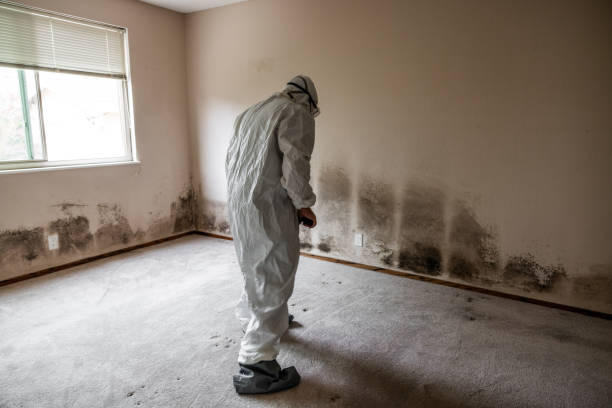 Best Commercial Mold Removal  in Colfax, IL