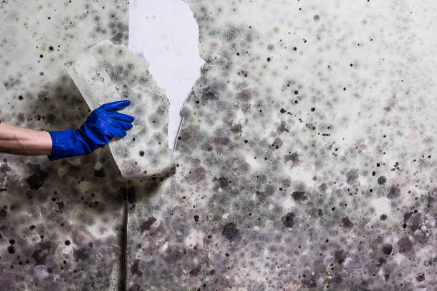Best Toxic Mold Removal  in Colfax, IL