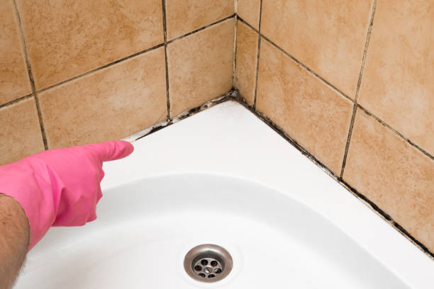 Best Fast Mold Removal  in Colfax, IL