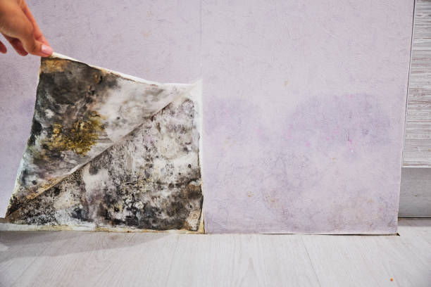 Best Black Mold Removal  in Colfax, IL